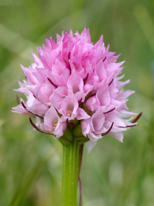 er Terminillo: la Nigritella widderi e altre orchidee sulla montagna di Roma.